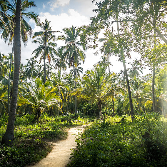 path-on-a-palm-tree-forest-tayrona-natural-natio-2023-11-27-04-51-43-utc-1.jpg